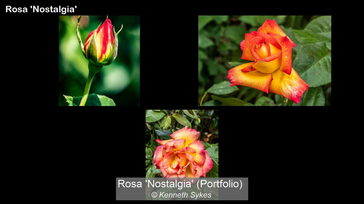 Rosa 'Nostalgia' (